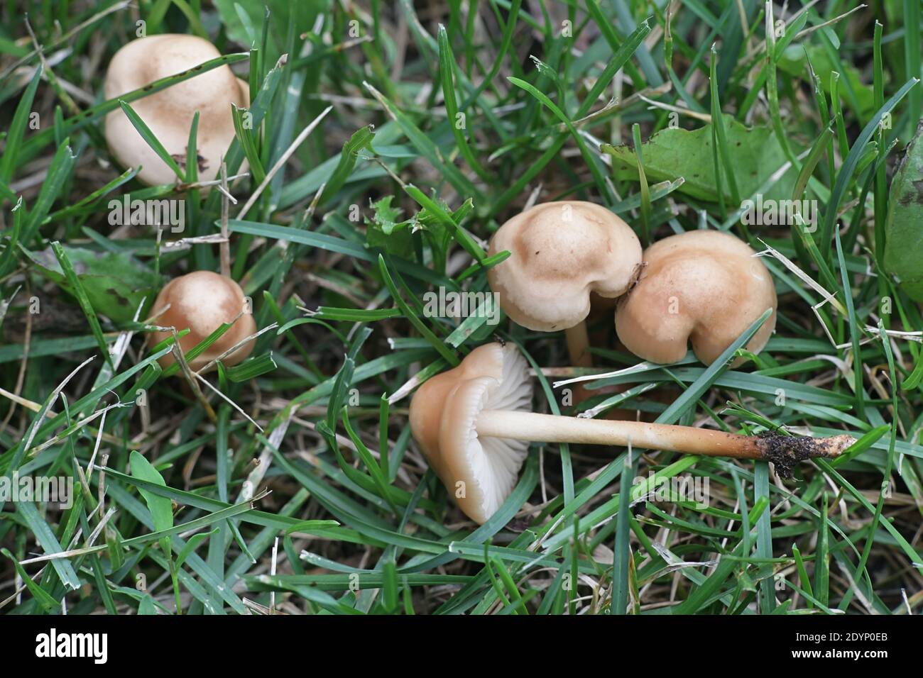 Marasmius oreades, known as the Scotch bonnet, fairy ring mushroom or fairy ring champignon, wild edible mushroom from Finland Stock Photo