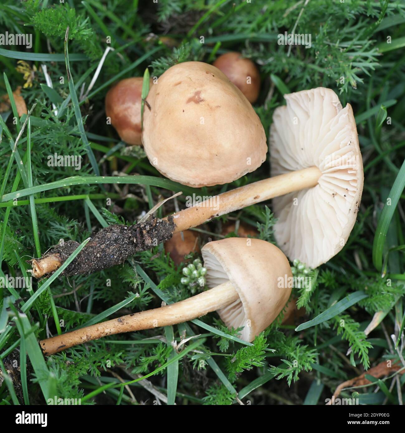 Marasmius oreades, known as the Scotch fairy ring mushroom or