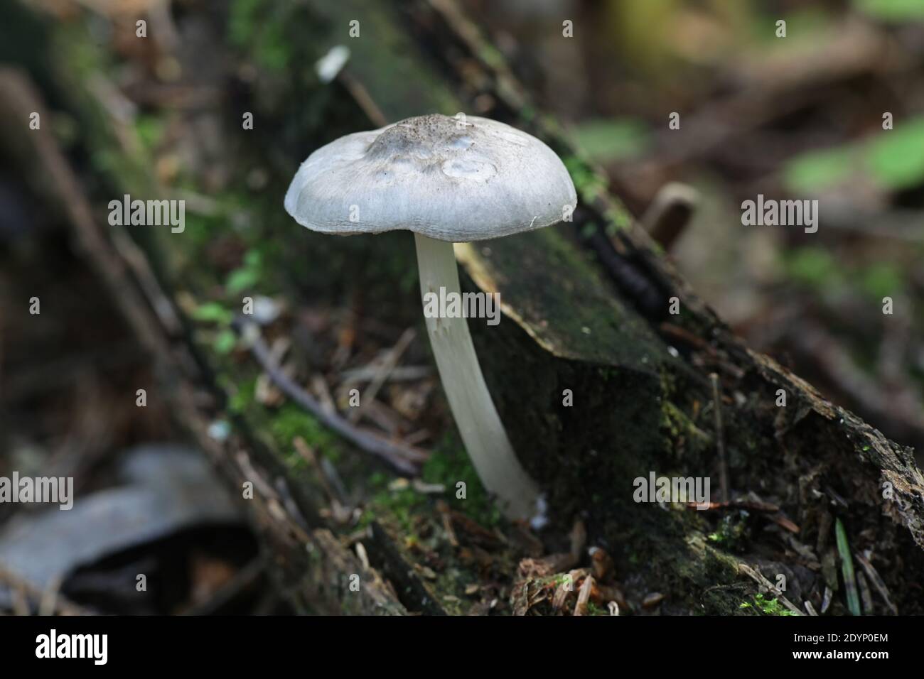 Pluteus salicinus, known as the Willow Shield, a psychedelic mushroom from Finland Stock Photo