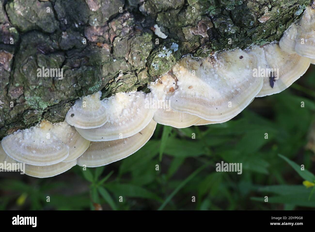Trametes ochracea, known as ochre bracket fungus, mushrooms from Finland Stock Photo