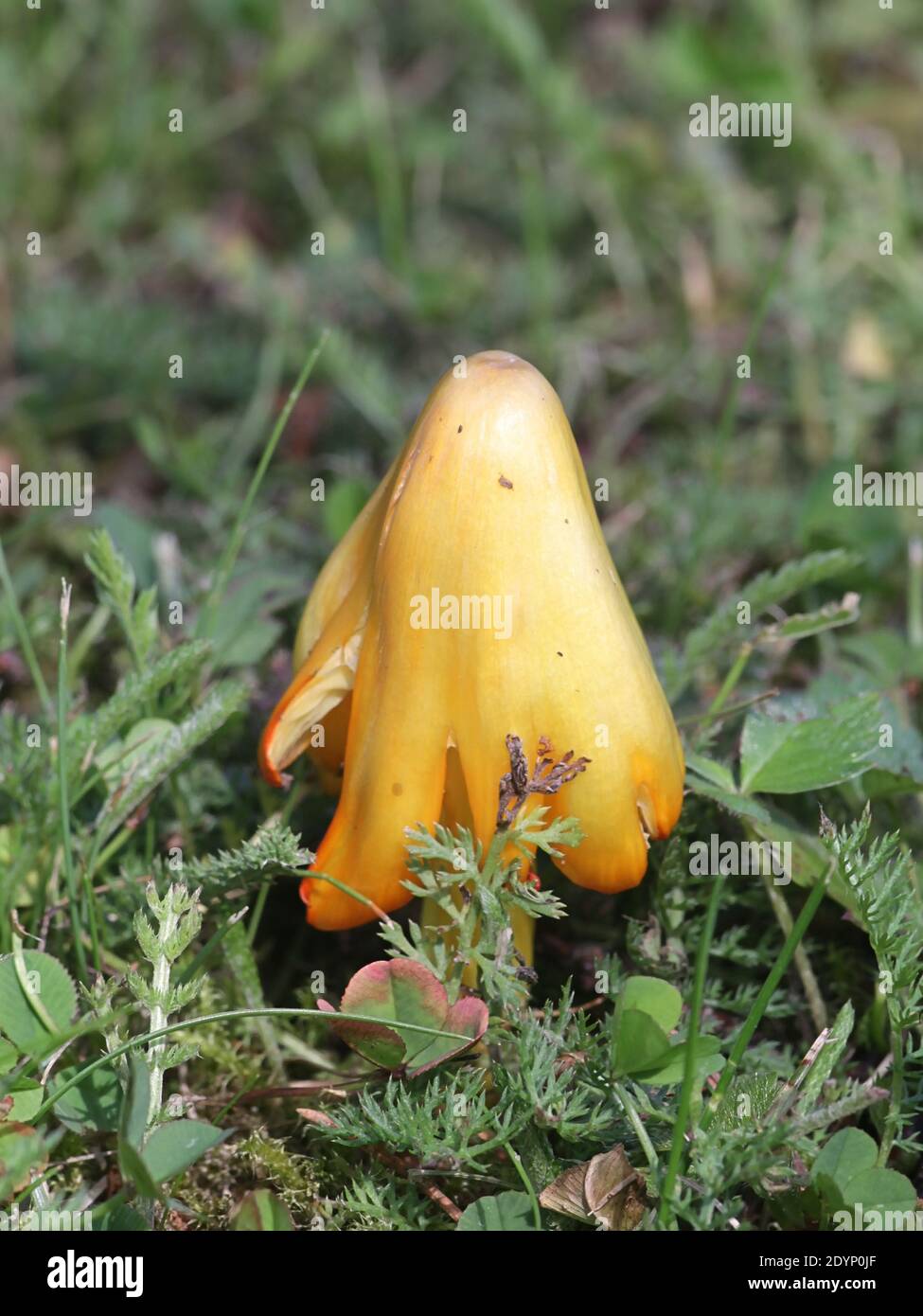 Hygrocybe acutoconica (syn. Hygrocybe persistens), known as Persistent