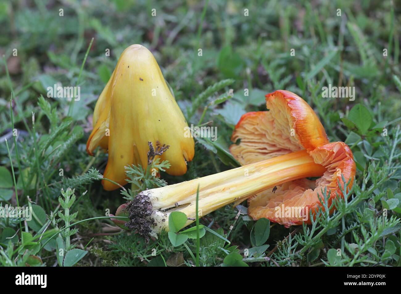 Hygrocybe acutoconica, also called Hygrocybe persistens, commonly known as Persistent Waxcap, wild mushroom from Finland Stock Photo