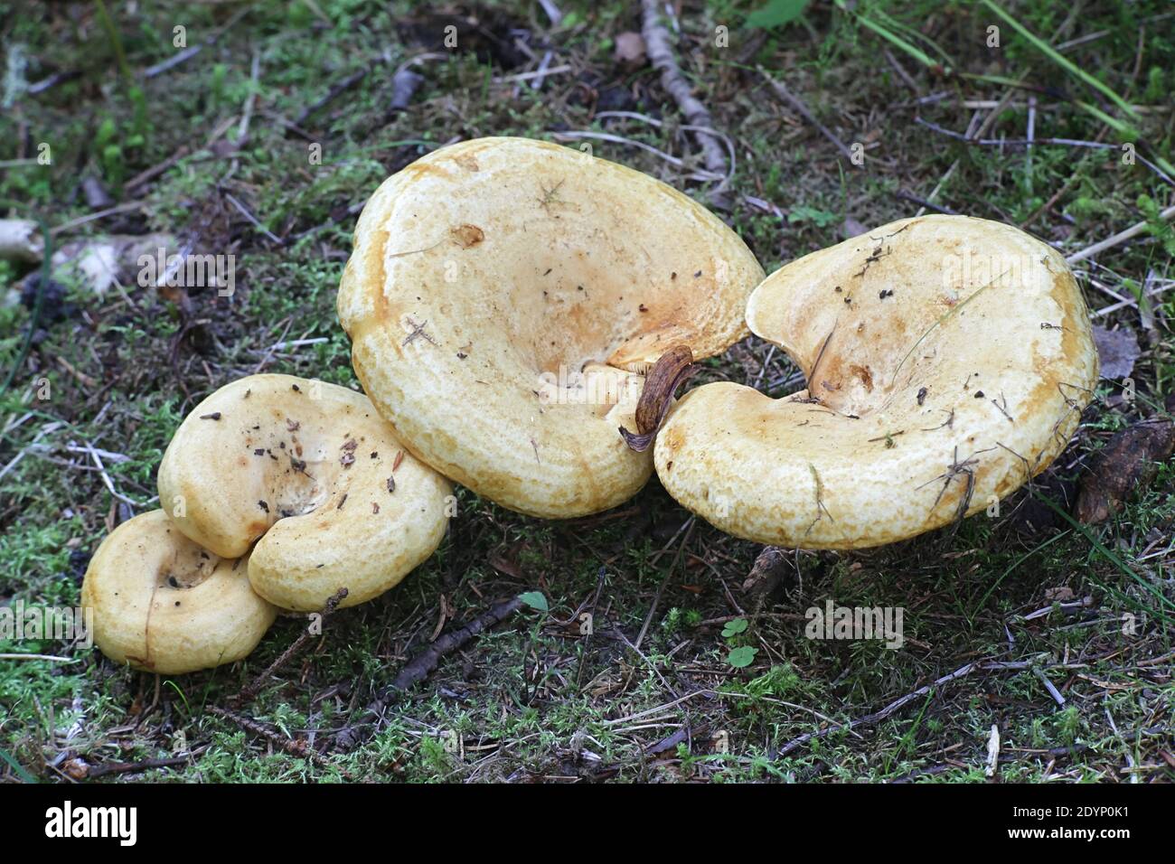 Lactarius scrobiculatus, also known as Lactifluus scrobiculatus, commonly called the spotted milkcap, wild mushroom from Finland Stock Photo