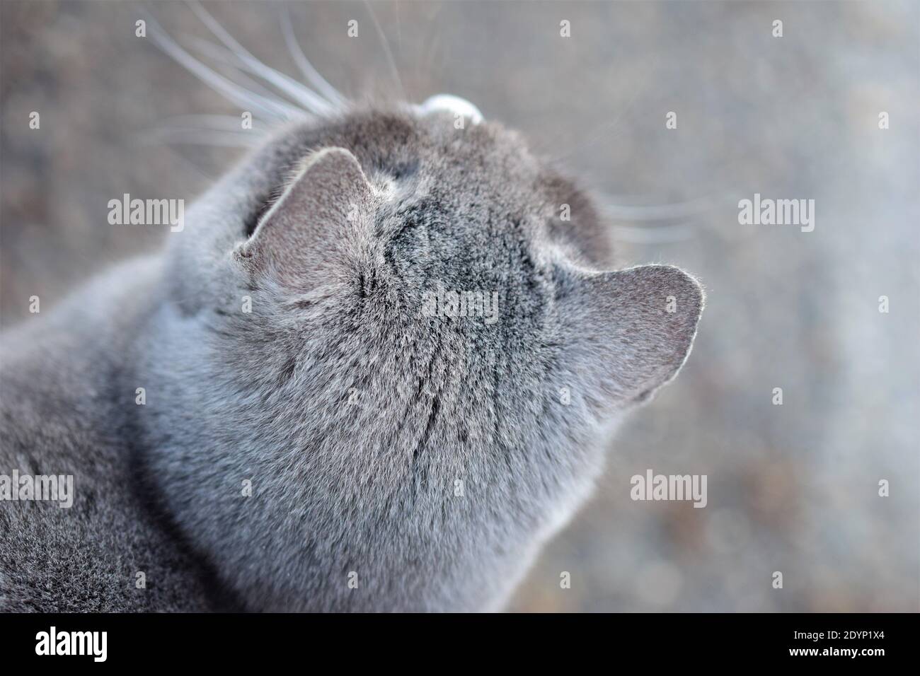 Top view of the head of a grey head against a grey background Stock Photo