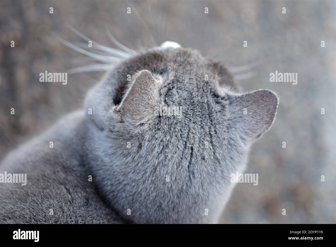 Top view of the head of a grey head against a grey background Stock Photo