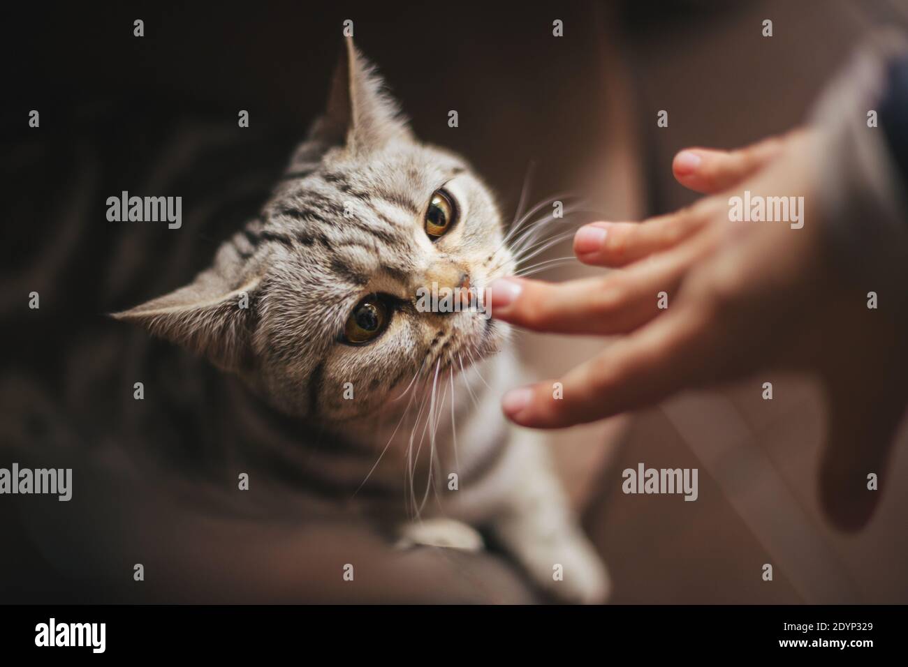 Cat sniffing owner hires stock photography and images Alamy