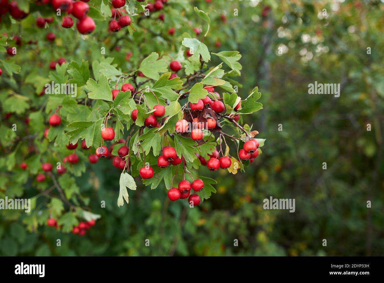 Crataegus monogyna branch with red fruits Stock Photo - Alamy