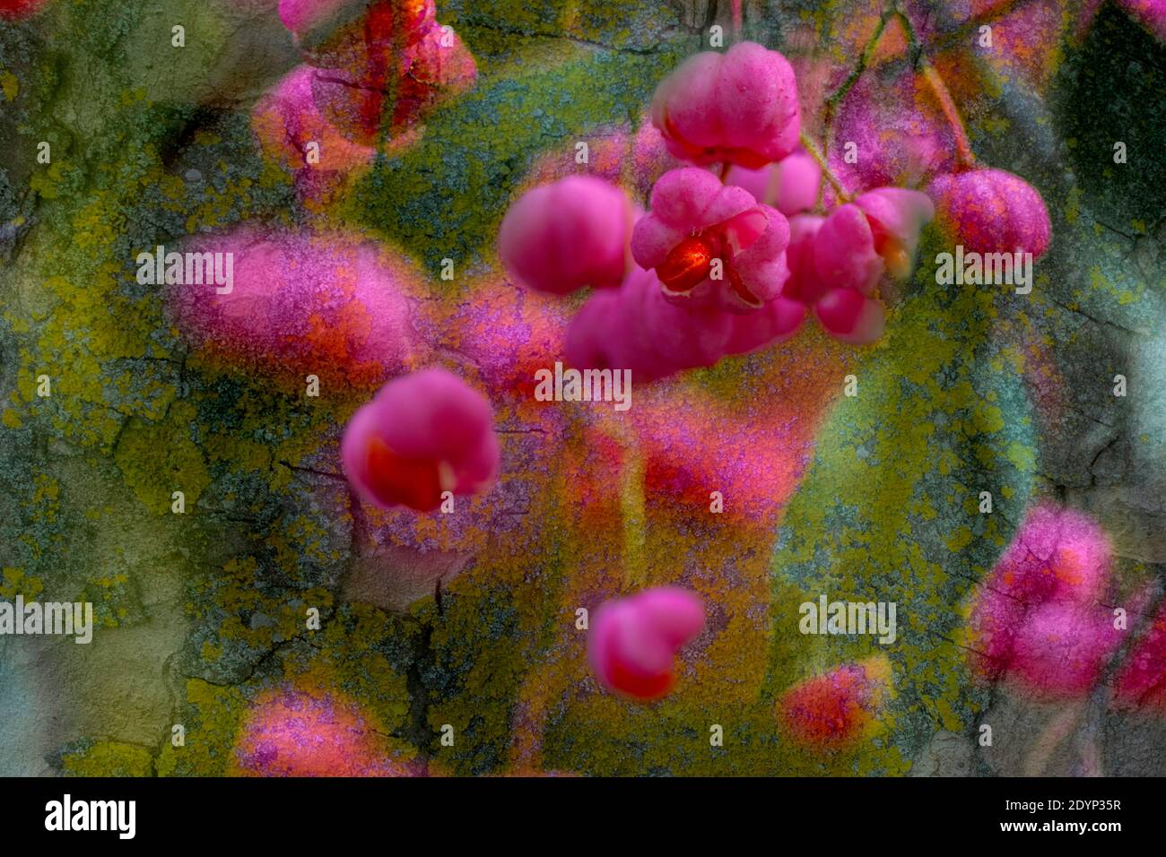 Eye catching Spindle tree berries in the Autumn Stock Photo