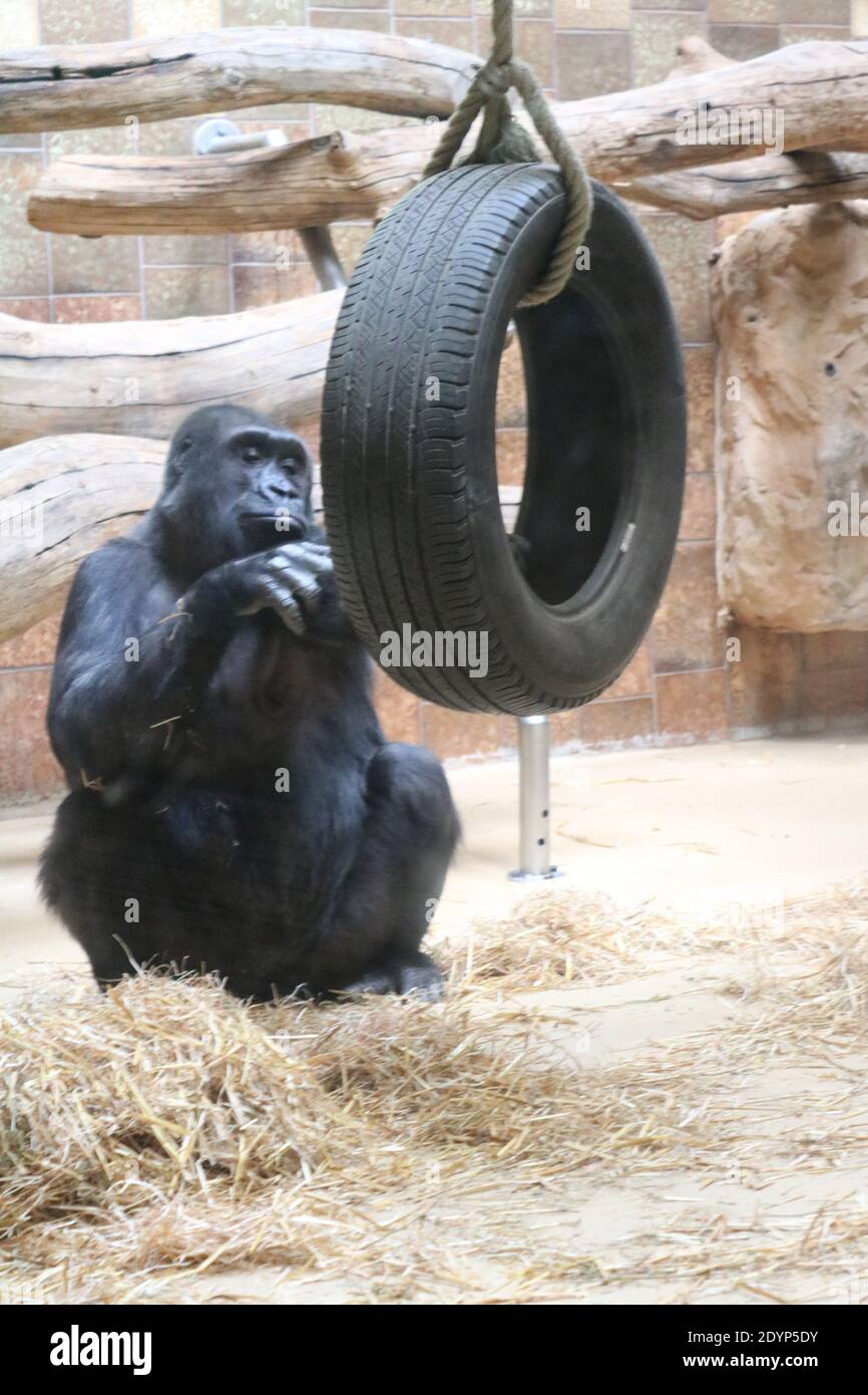 American Tourister Gorilla