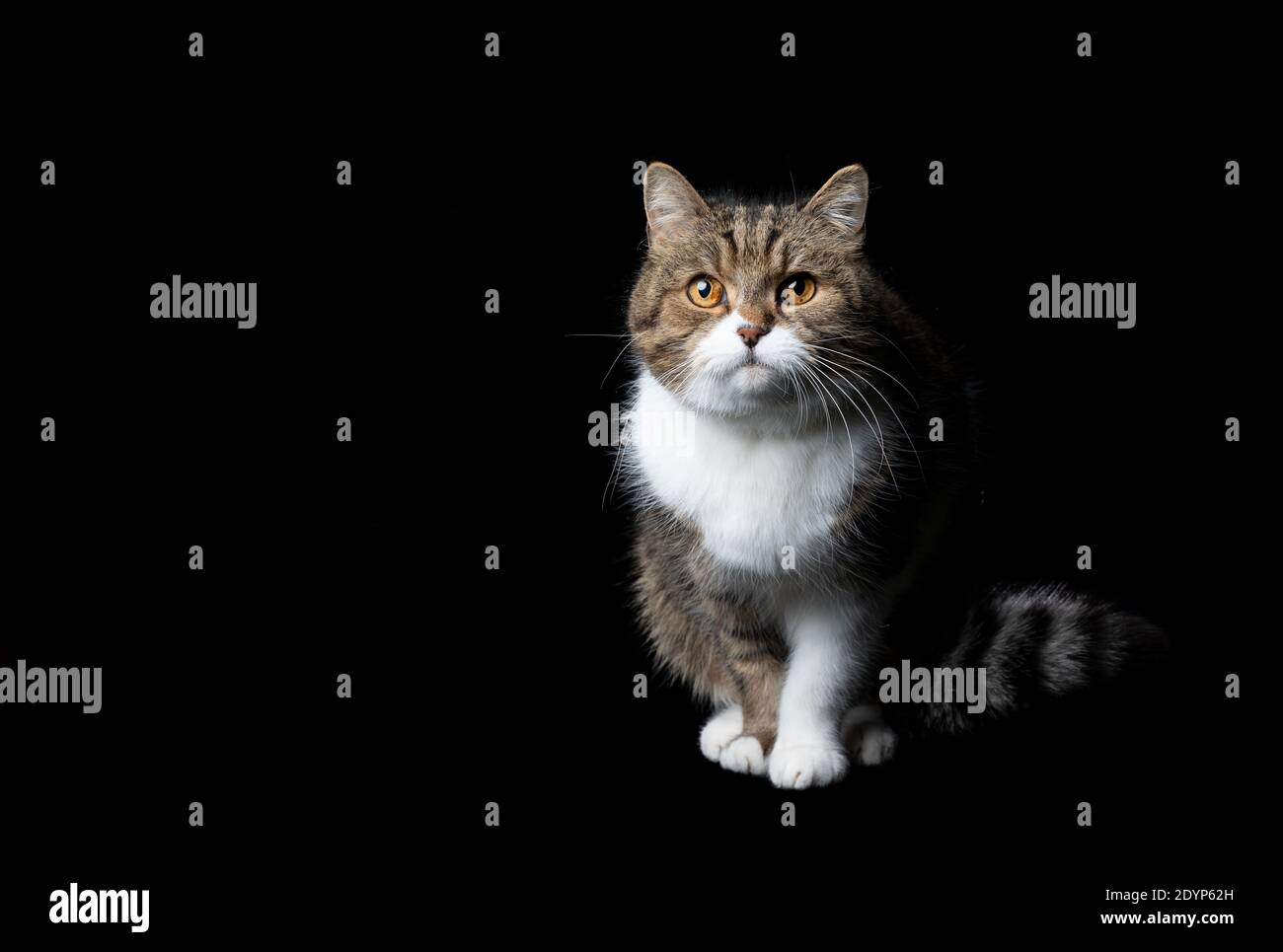 studio portrait of a tabby white british shorthair cat sitting looking ...