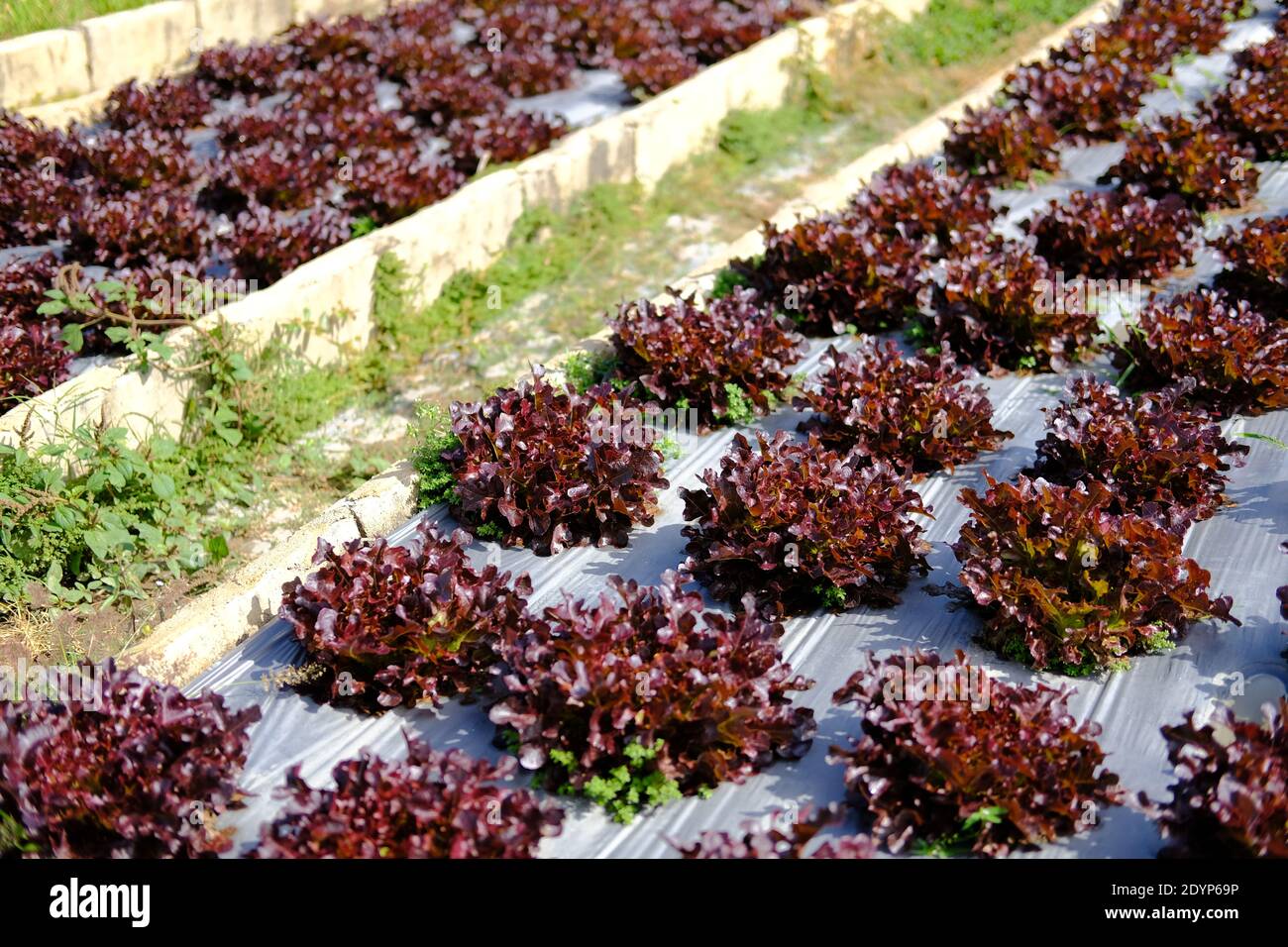 red oak lettuce vegetable plant growing in garden farm Stock Photo Alamy