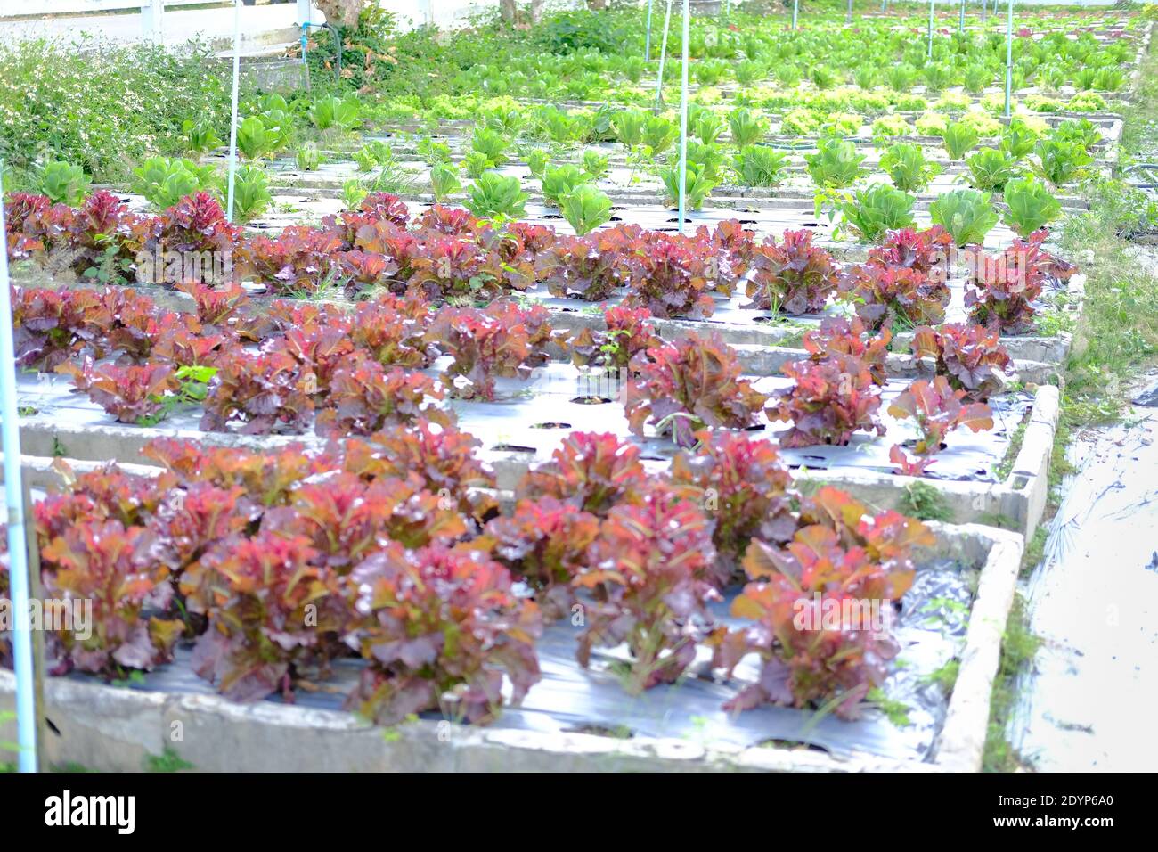 cos lettuce vegetable plant growing in garden farm Stock Photo Alamy