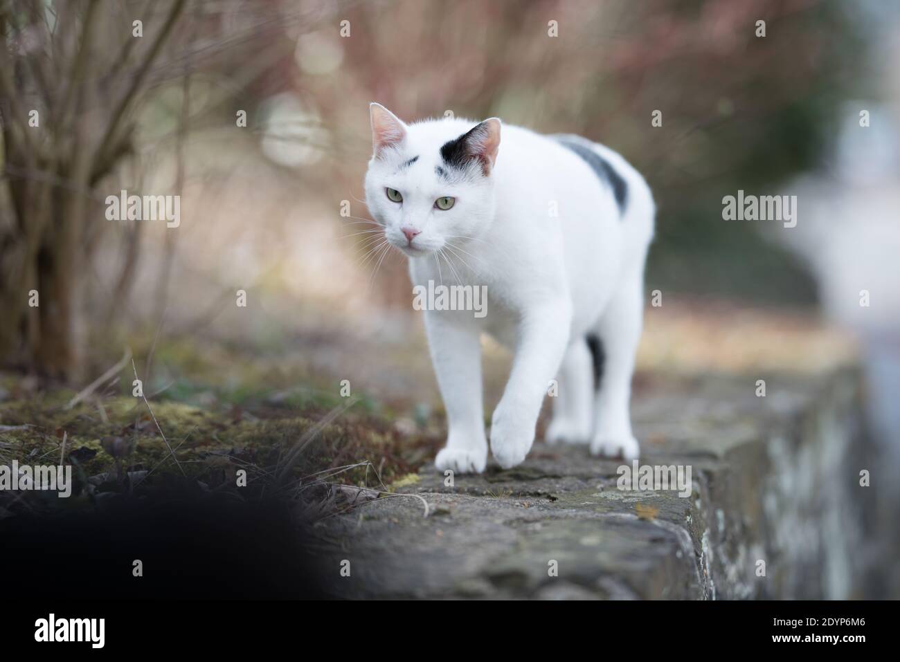 black and white domestic shorthair cat walking over a mural Stock Photo ...