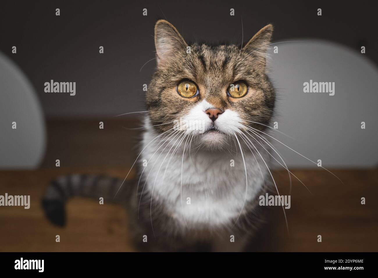 close up of a tabby british shorthair cat sitting on the dining table looking up curiously begging for food Stock Photo