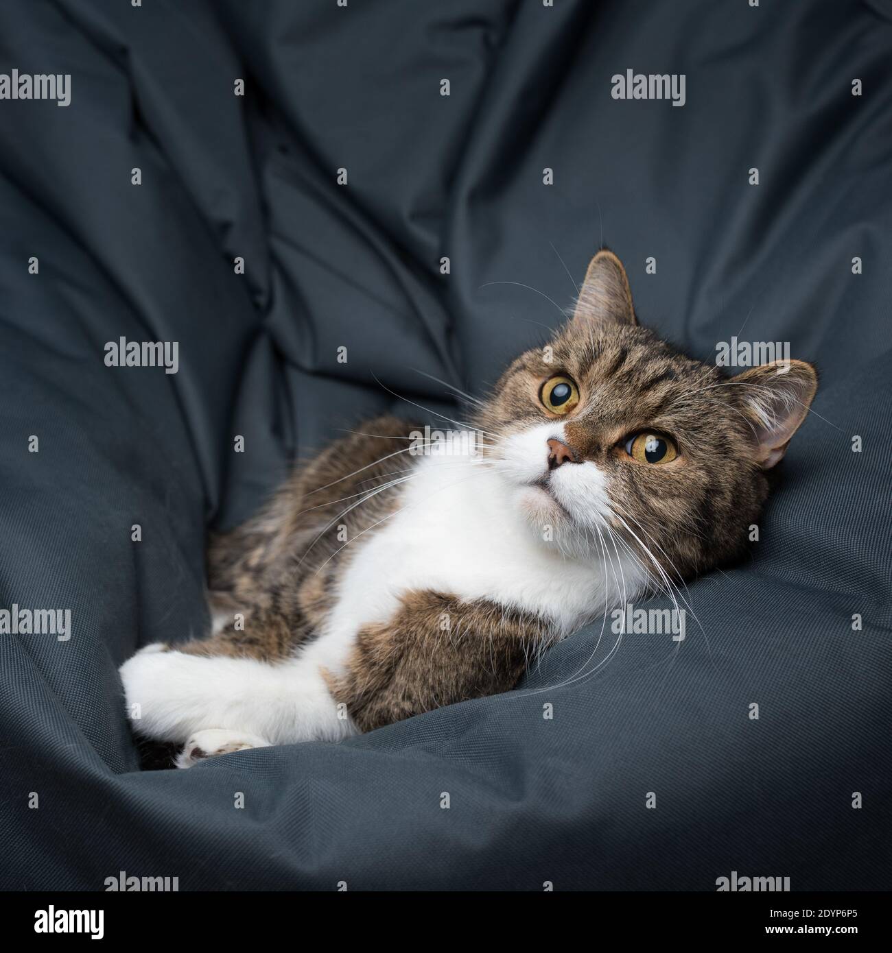 tabby british shorthair cat relaxing on a cozy bean bag looking at light source Stock Photo
