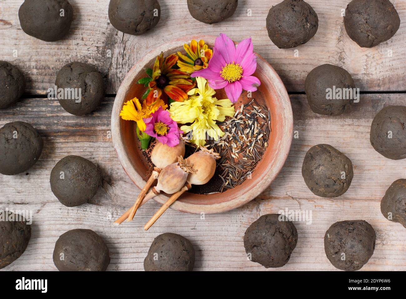 Ingredients for making flower seed bombs - clay soil made into rounds, various seeds and optional petals for decoration. UK Stock Photo