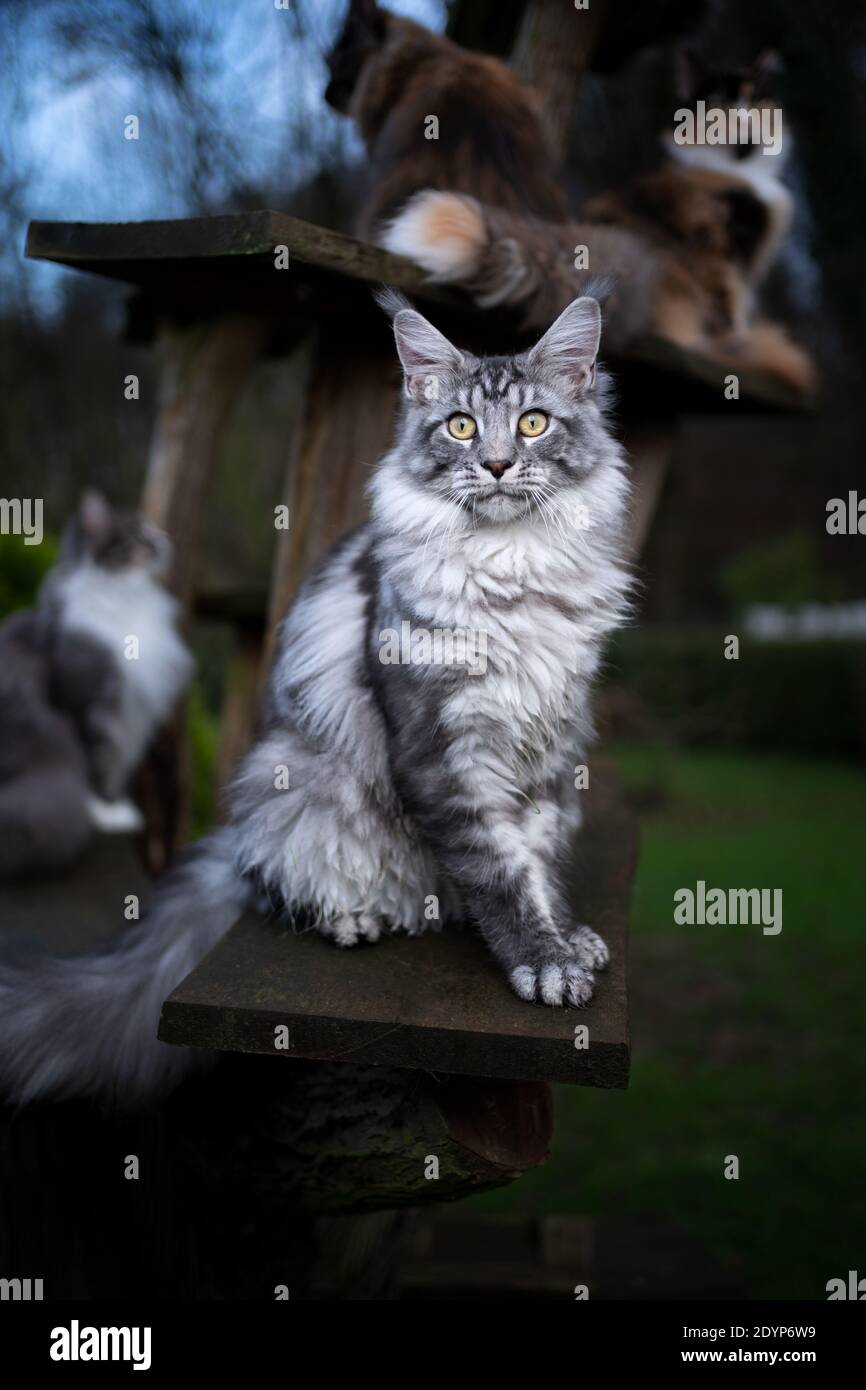 black silver classic tabby maine coon cat sitting on cat tree