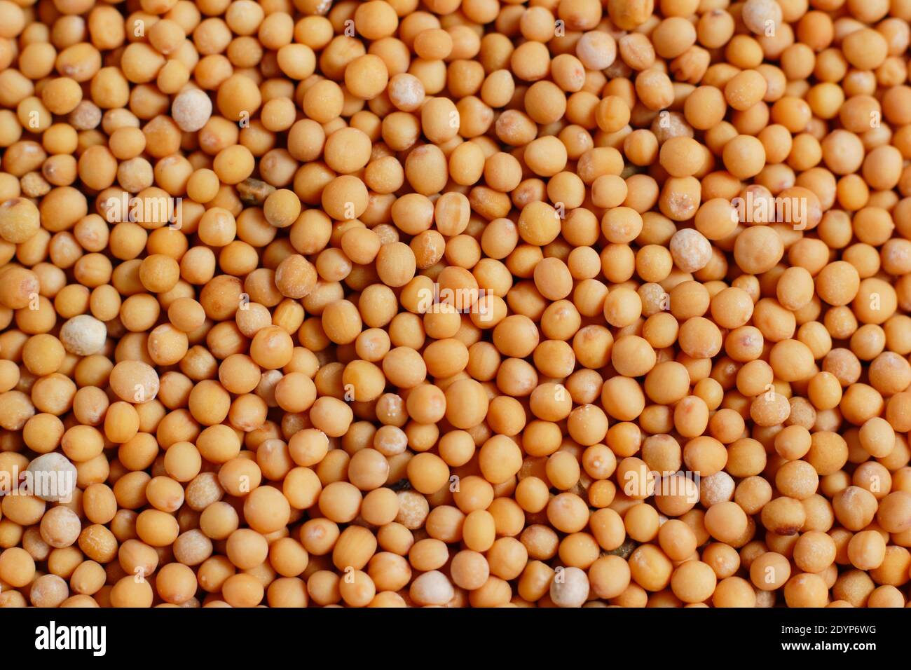 White mustard seeds. Seeds of mustard 'White Tilney' Stock Photo Alamy