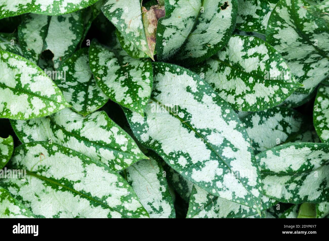 Leaves of Pulmonaria 'opal' or lungwort. Stock Photo
