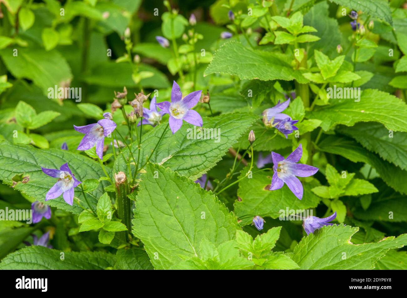 Campanula latifolia Pritchard's Variety. Stock Photo