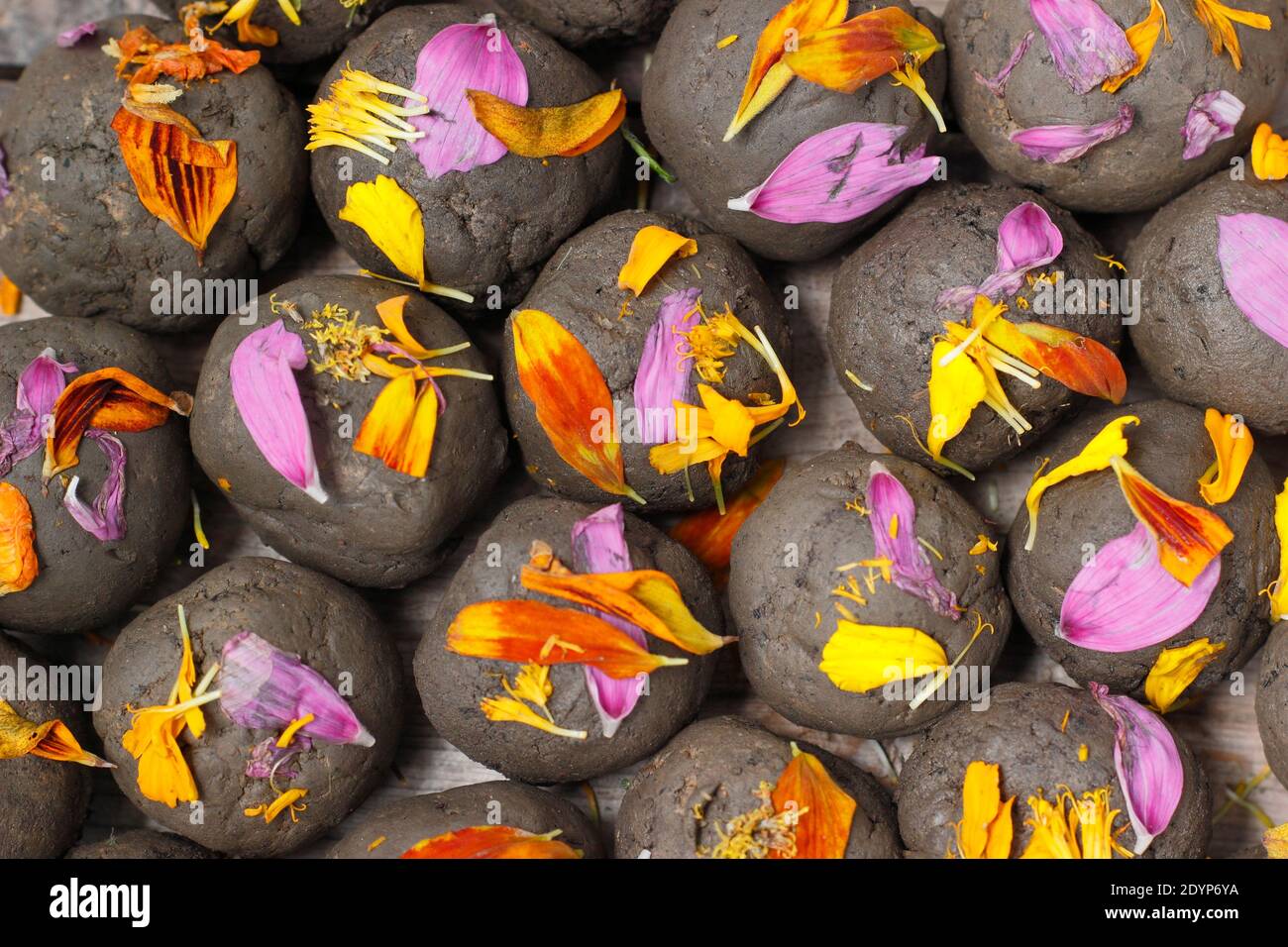 Home made flower bombs, or seed balls, made with clay soil embedded with various flower seeds and embellished with petals. UK Stock Photo
