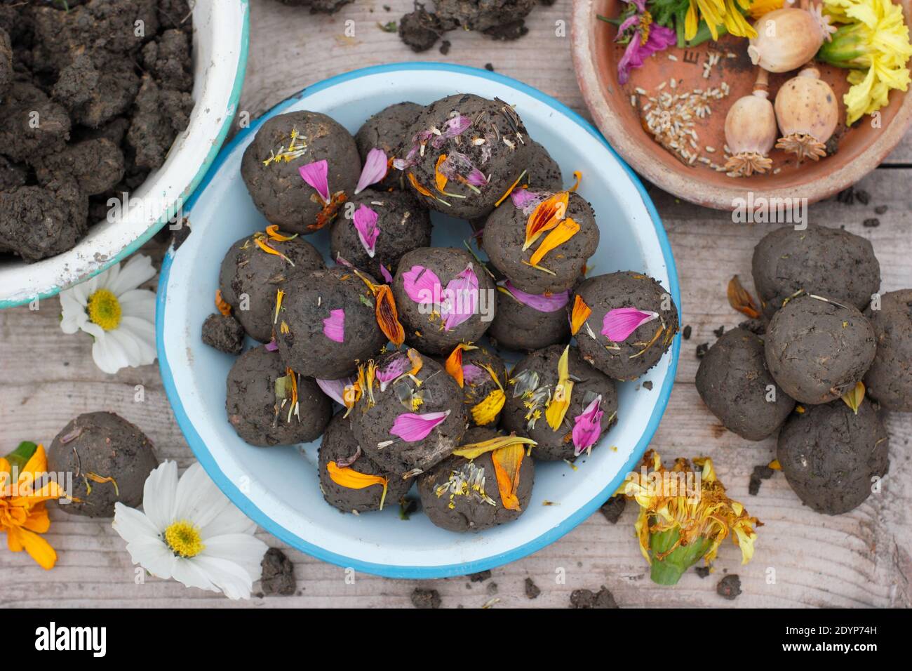 Homemade flower seed bombs made with clay soil embedded with poppy, rudbeckia, marigold, cornflower, cosmos seeds and embellished with flower petals. Stock Photo