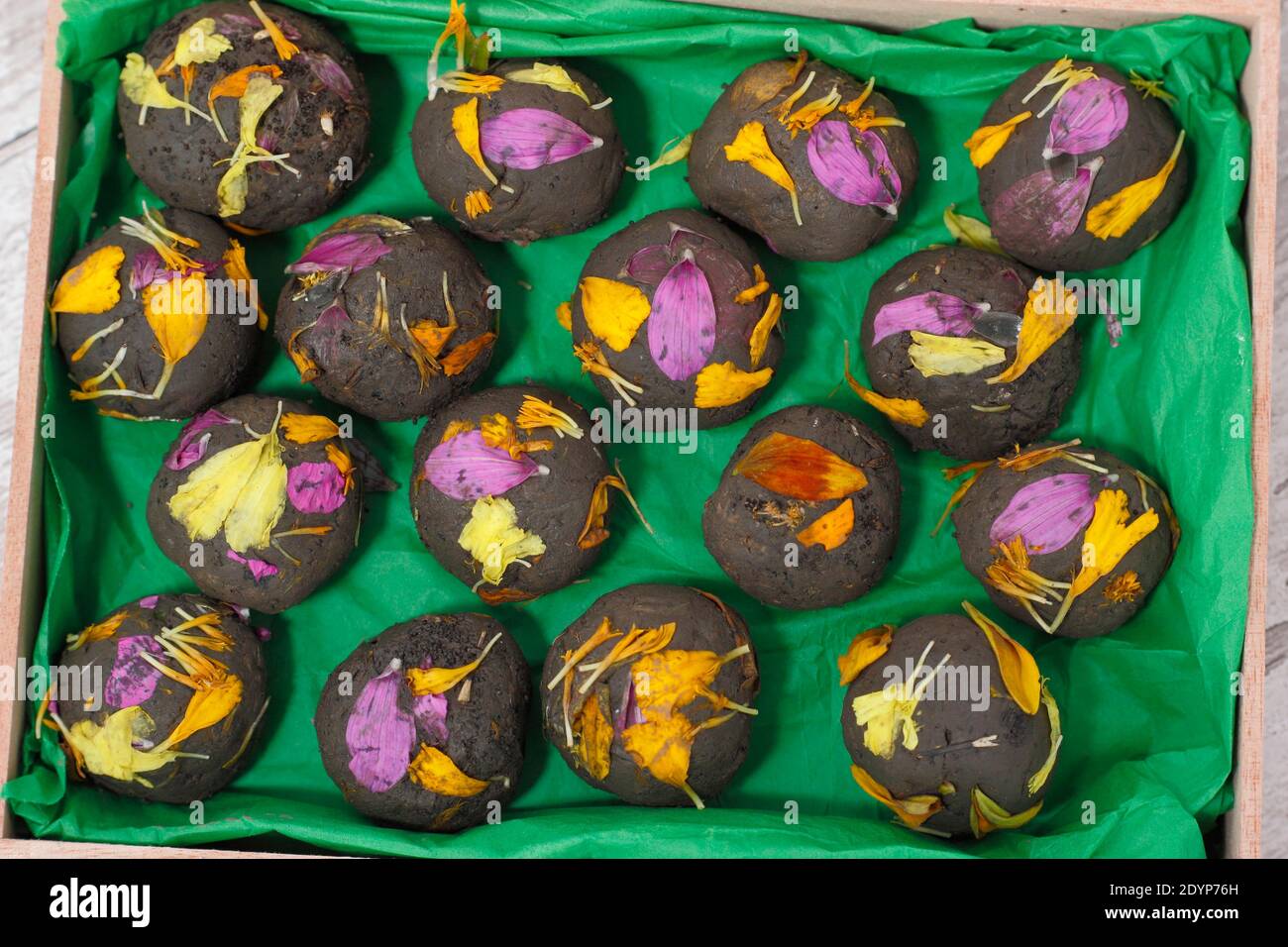 Home made flower bombs, or seed balls, made with clay soil embedded with various flower seeds and embellished with petals. UK Stock Photo
