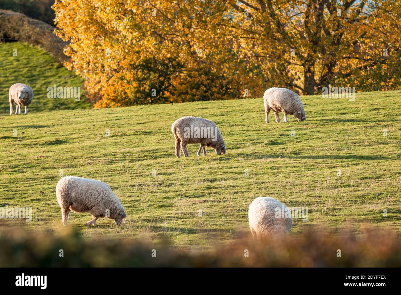 Herd of sheep grazing on autumnal pasture in Shropshire, UK Stock Photo