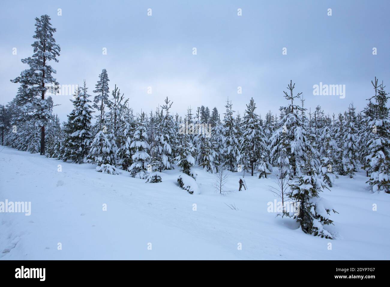 Norway Spruce trees, Picea abies, covered in snow in a winter landscape, Taken February, Svartadalen, Central Sweden Stock Photo