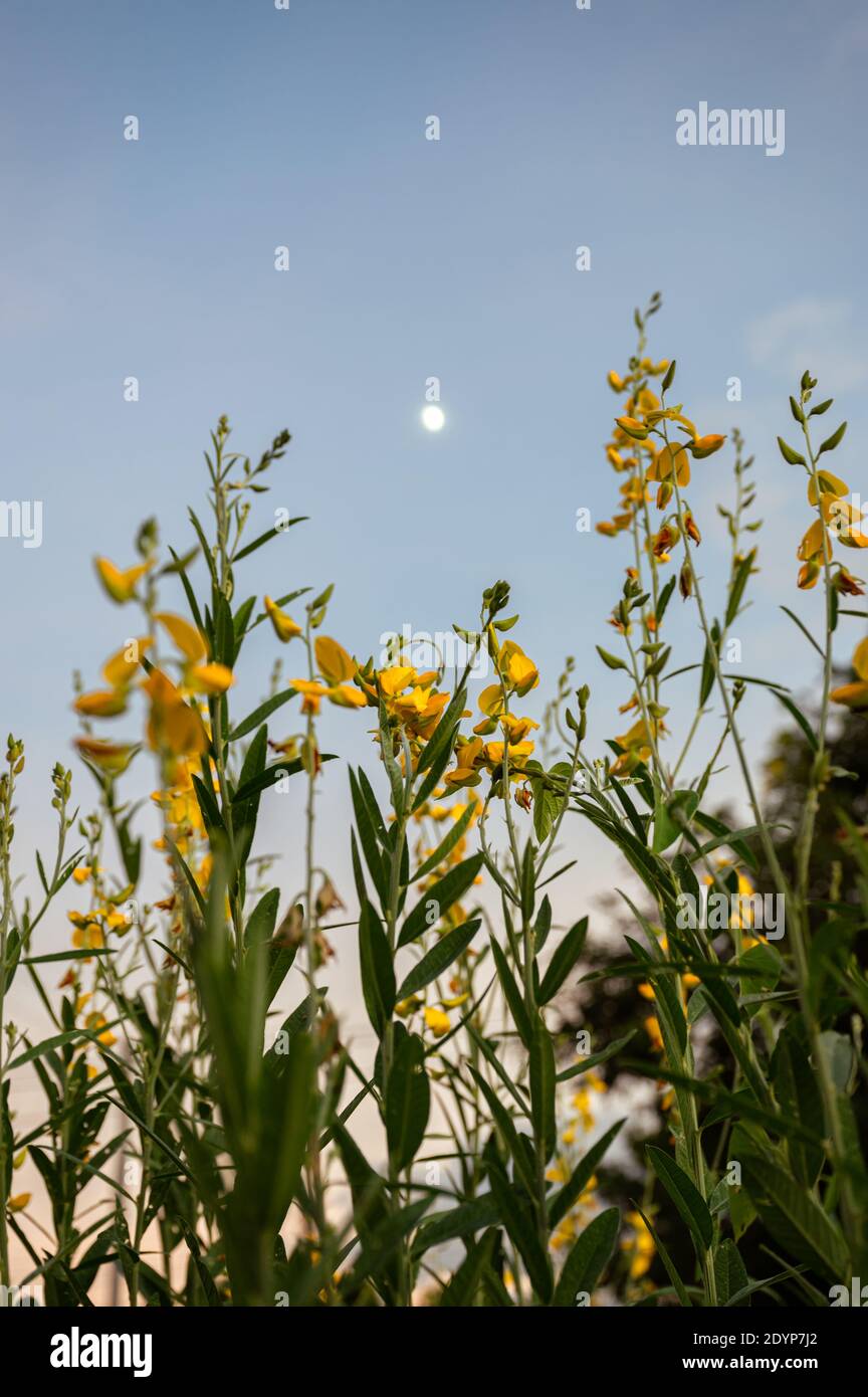 Sunn hemp, Indian hemp, Crotalaria juncea yellow blossom tropical plant and the moon in blue sky at evening Stock Photo