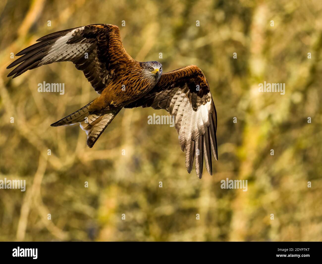 A red kite flying in mid Wales Stock Photo