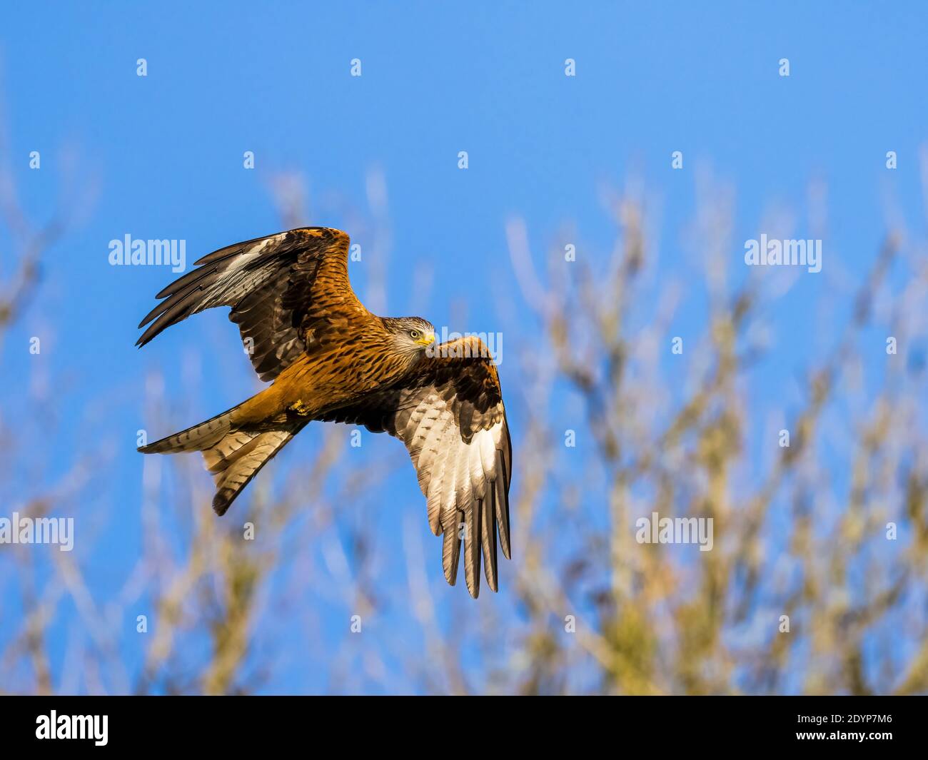 A red kite flying in mid Wales Stock Photo