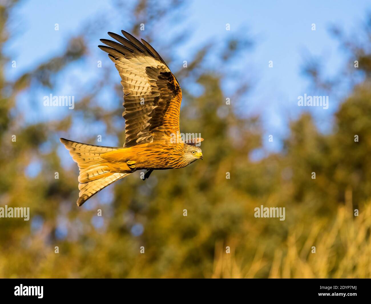 Flying a kite in the countryside hires stock photography and images Alamy