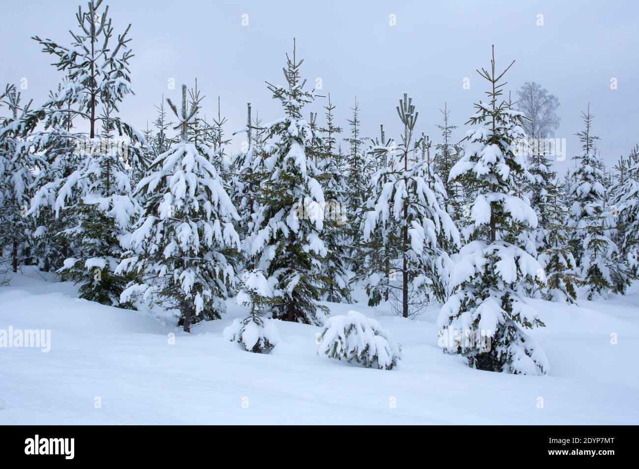 Norway Spruce trees, Picea abies, covered in snow in a winter landscape, Taken February, Svartadalen, Central Sweden Stock Photo