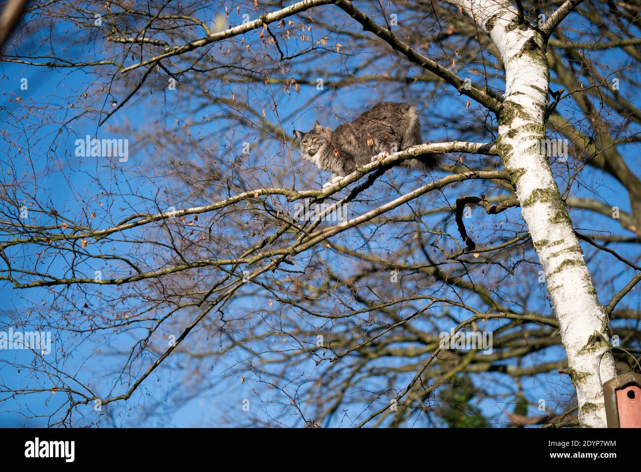 blue tabby white maine coon cat climbing on birch tree outdoors in