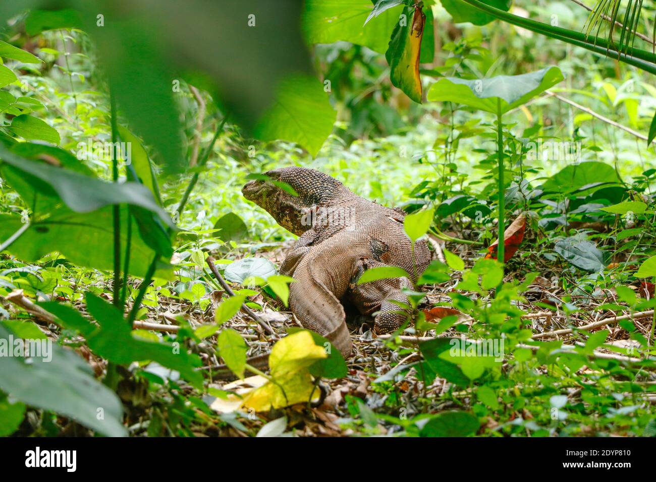 Large Wild Sri Lankan Monitor in Home Garden Stock Photo