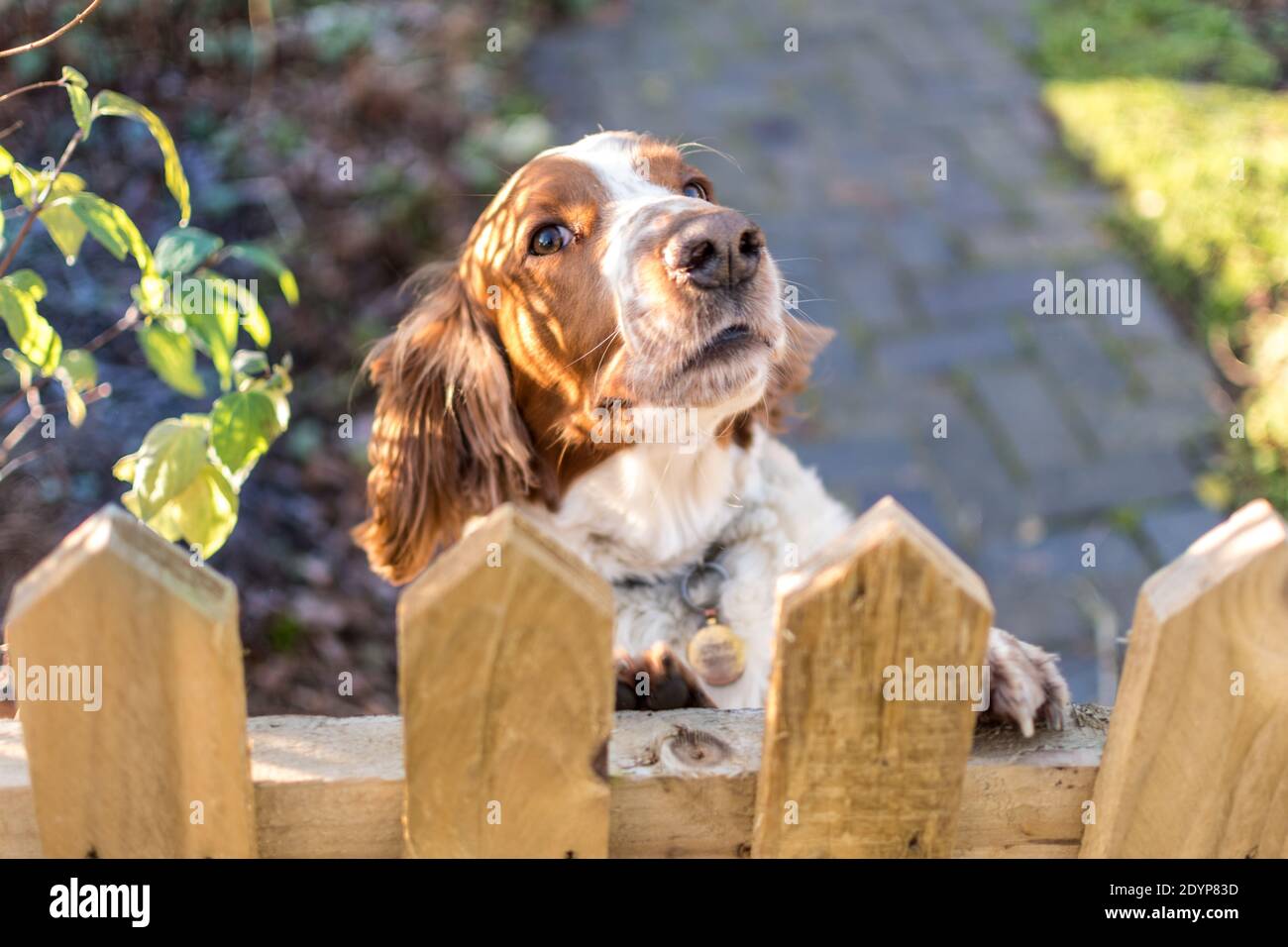 A Welsh Springer Spaniel at the garden gate Stock Photo