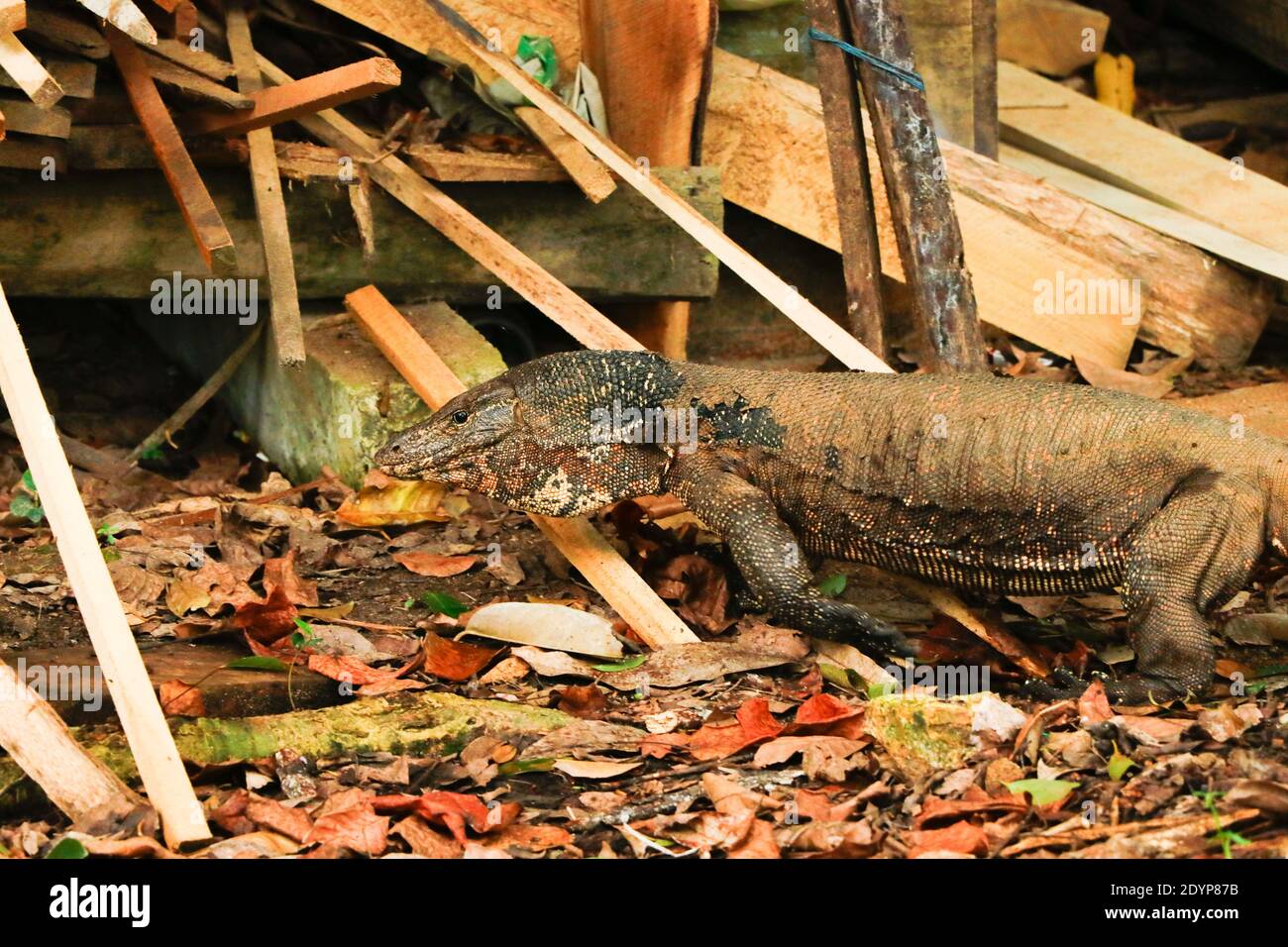 Large Wild Sri Lankan Monitor in Home Garden Stock Photo