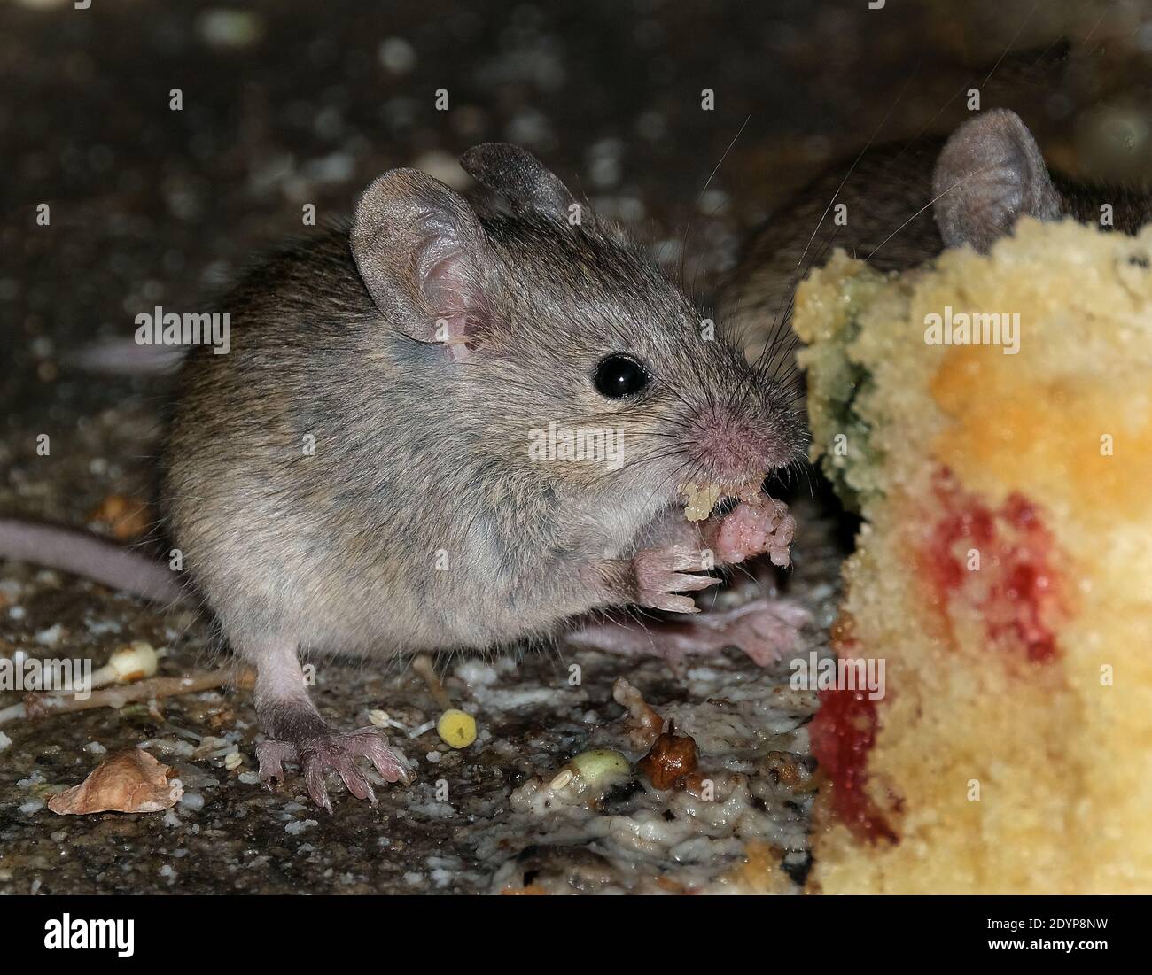 The house mouse is a small mammal of the order Rodentia, characteristically having a pointed snout, large rounded ears, and a long and hairy tail. It Stock Photo
