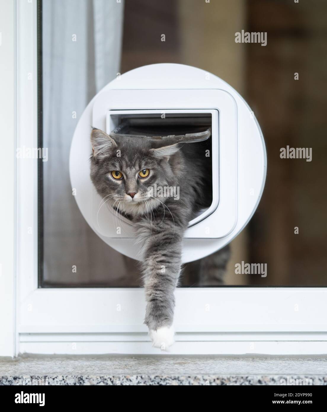 blue tabby maine coon cat passing through cat flap in window outdoors looking at camera Stock