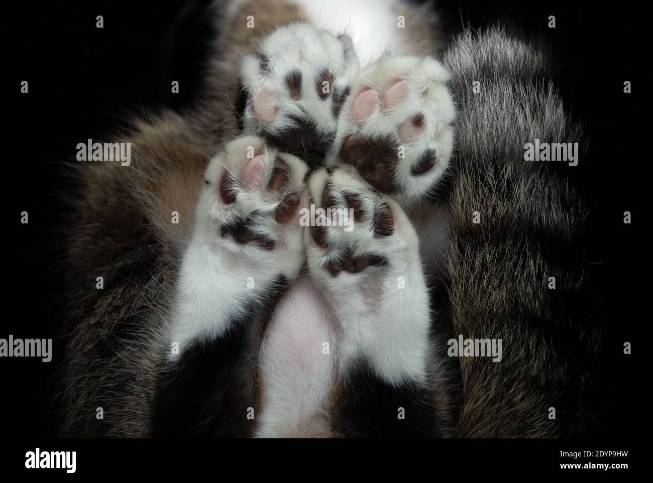 close up bottom view of a tabby white cat's paws. the cat is sitting on window glass in front of black background and has different colored toe beans Stock Photo