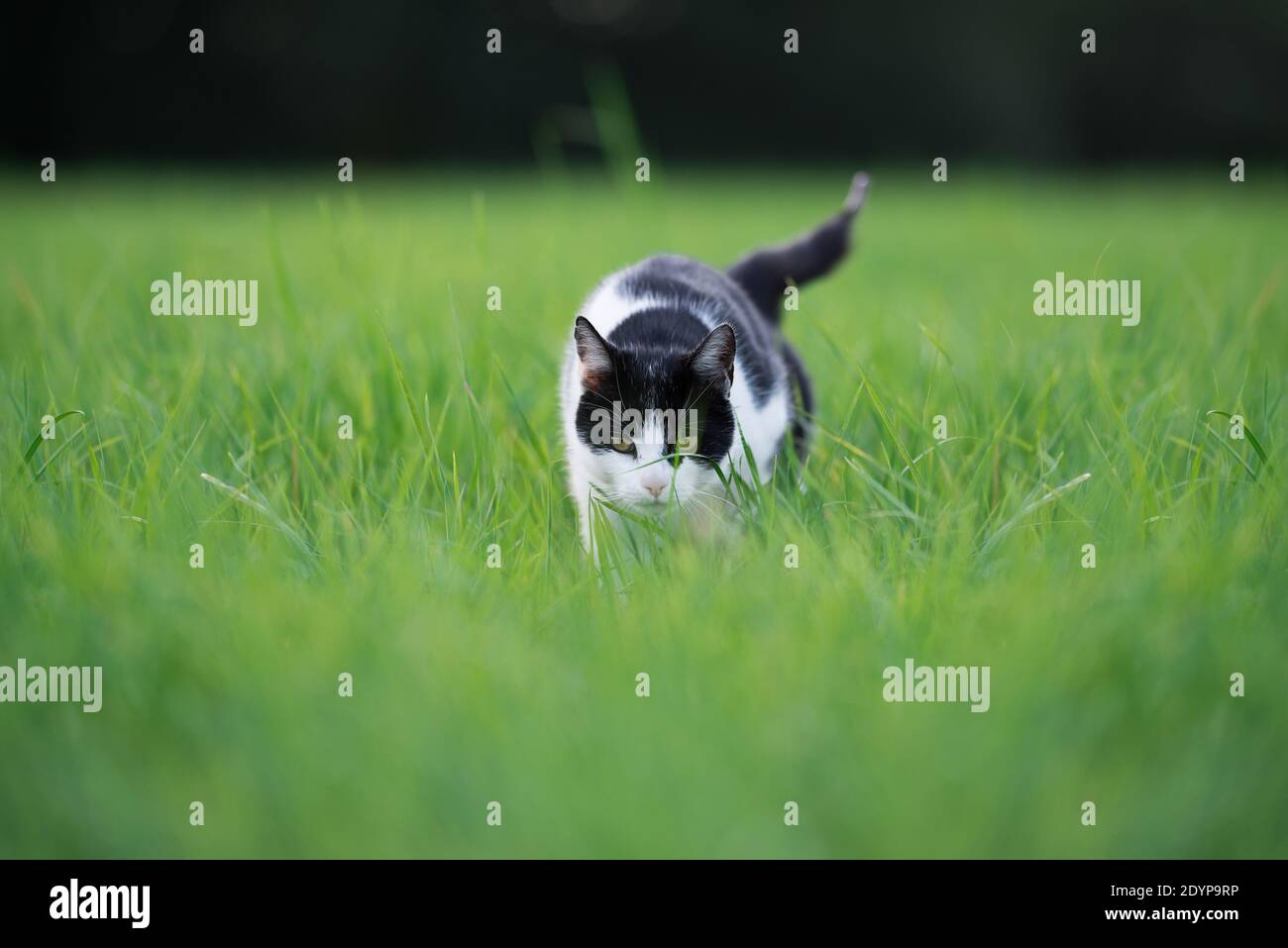 black and white cat walking in high grass Stock Photo - Alamy