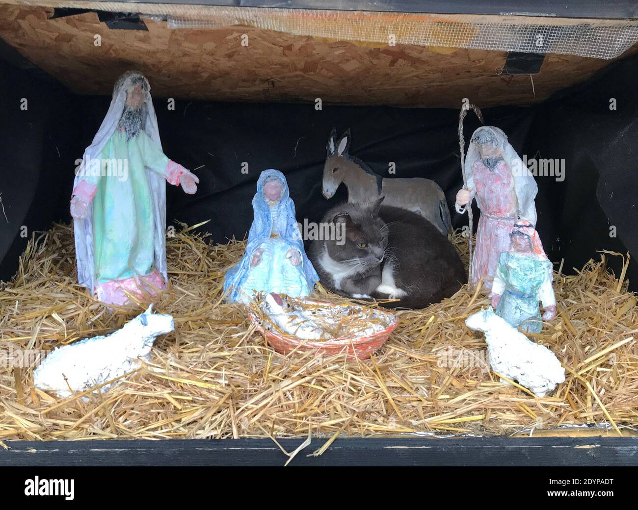27 December 2020 Swanbourne Buckinghamshire UK Socks the cat decided to spend her Christmas in the comfort of the Nativity stable outside Swanbourne Metchodist Chapel. The Tableau was designed by local artist Michelle Greene and constructed by local parishioners five years ago. It is popular attraction, especially with the local children when it comes out on display every year in for the festive season. Socks does have a permanent home nearby, but prefers to join Baby Jesus, Joseph and Mary, the three wise Magi and the donkey in her warm and comfortable straw bed. The only time she leaves is Stock Photo