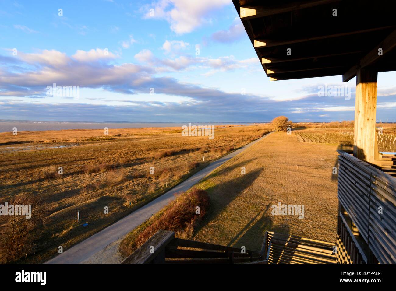 Illmitz: observation tower at Hölle in national park Neusiedler See–Seewinkel, view to Lake Neusiedl in Neusiedler See (Lake Neusiedl), Burgenland, Au Stock Photo