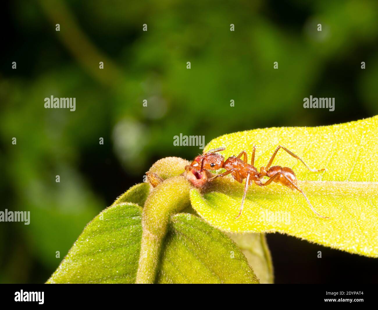 Large Amazonian ant (Ectatomma tuberculatum) gathering nectar from extra-floral nectaries on a leaf Stock Photo