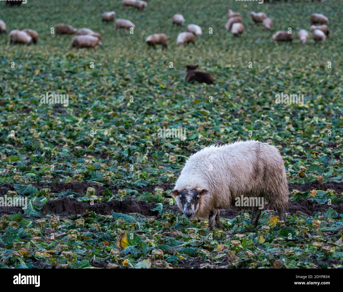 Sheep in harvested cabbage field eating remains, East Lothian, Scotland, UK Stock Photo