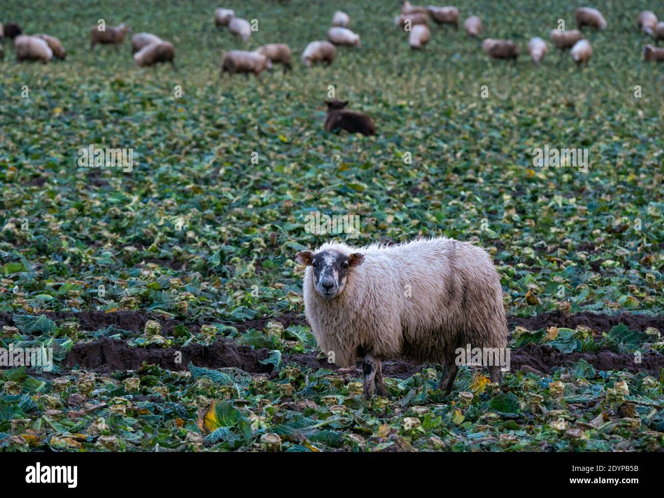 Sheep in harvested cabbage field eating remains, East Lothian, Scotland, UK Stock Photo