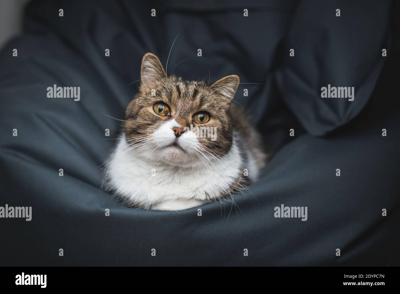 portrait of a tabby british shorthair cat relaxing on bean bag looking at camera Stock Photo