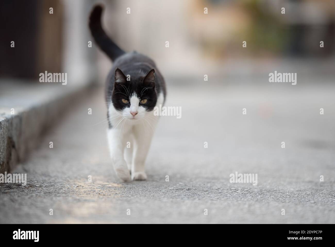 Angry face of a walking white and black Domestic short-haired cat on the  grass in blur background. Stock Photo by wirestock