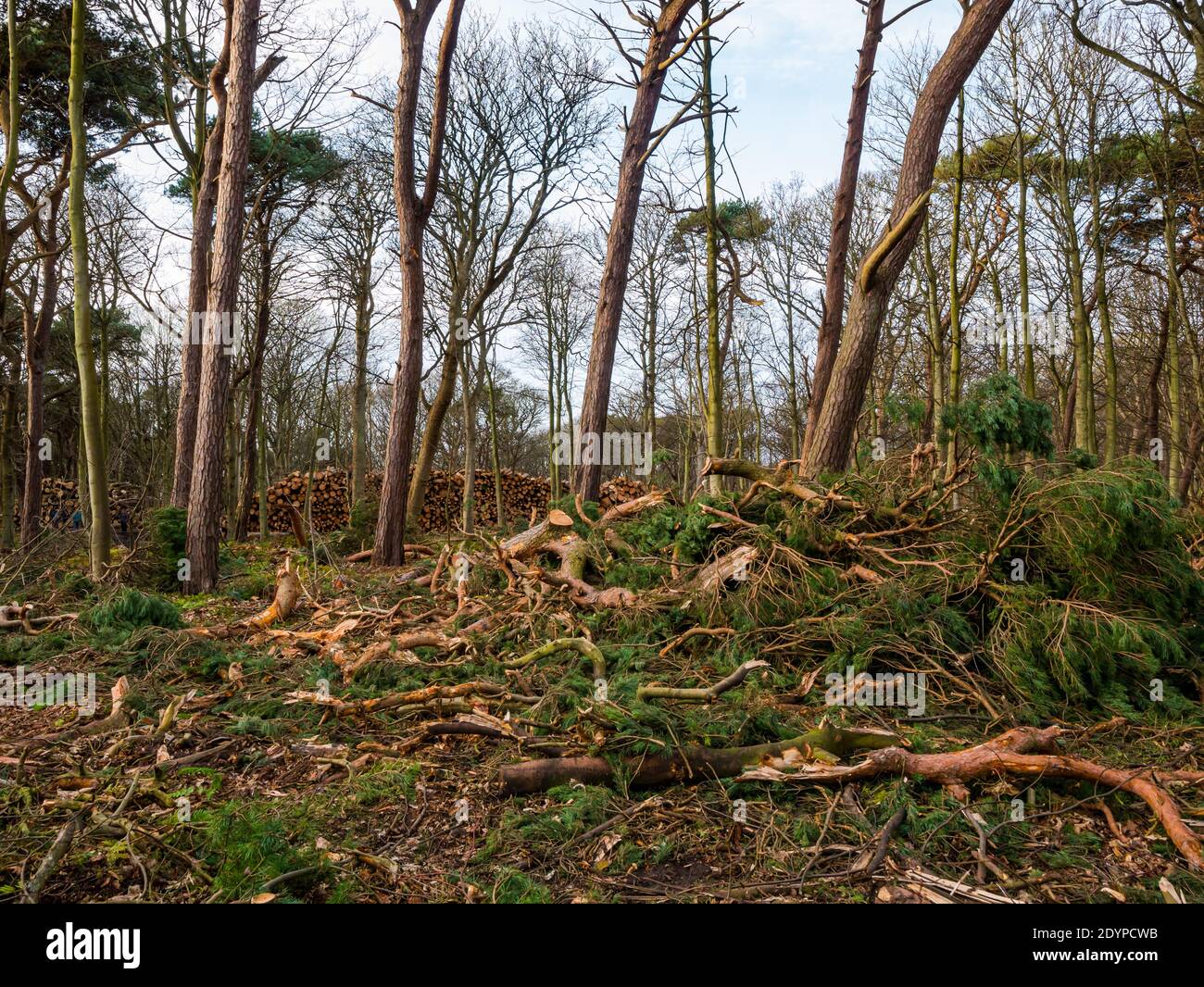 Forestry work and tree felling or clearing in woodland, East Lothian, Scotland, UK Stock Photo